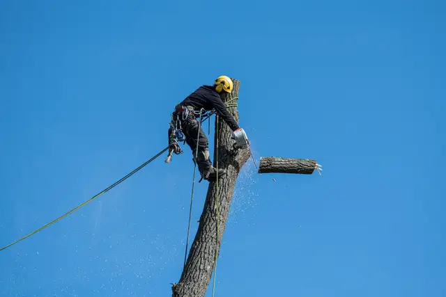 Example photo: sectional tree dismantling (tree surgery)