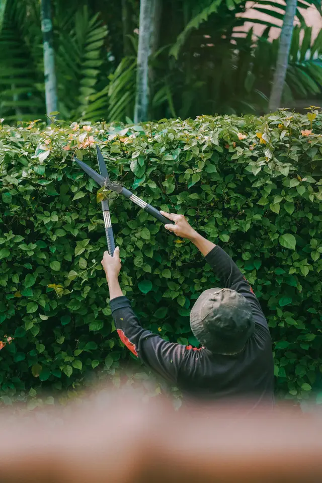 Example photo: cutting a tall hedge (hedge cutting & trimming)