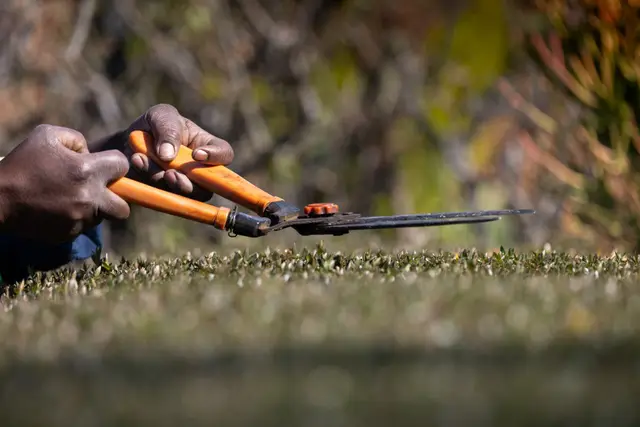 Example photo: shaping with hand shears (hedge cutting & trimming)